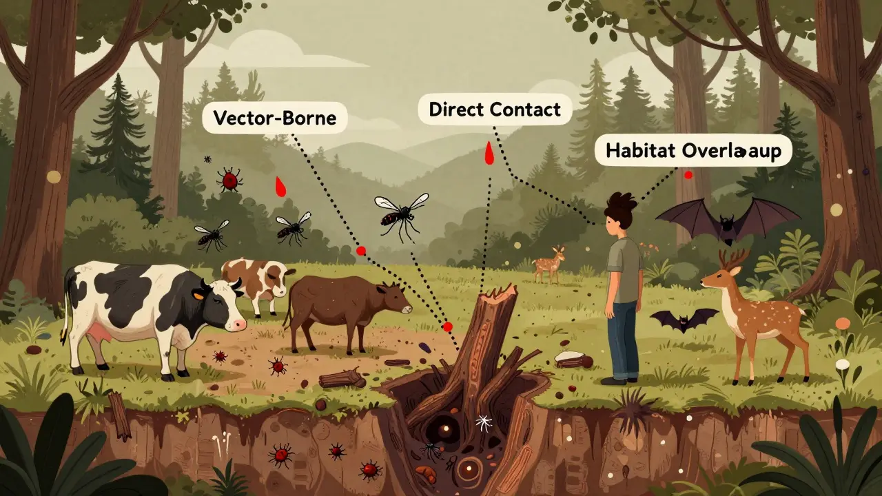 Forest and farm interface with ticks and animals spreading diseases to humans and livestock