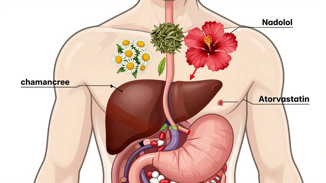 Herbal Teas and Medications: Potential Interactions to Review