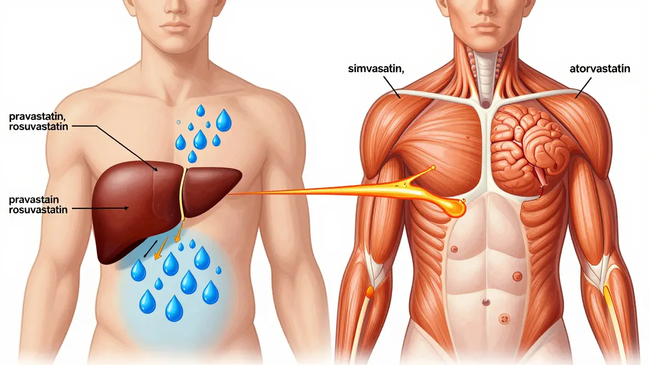Hydrophilic vs Lipophilic Statins: What You Need to Know About Side Effects