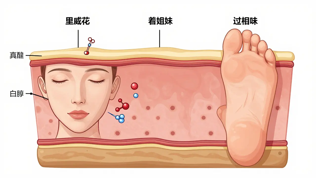 Cross-section comparing skin thickness on face, body, and palm.